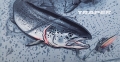 Art neck tube RAINBOW SALMON TRAPER
